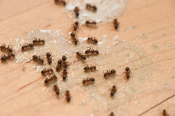 Best Termite Control Services  in Newton, MS