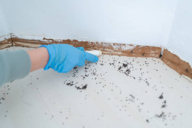 Best Local Pest Control Services  in Newton, MS